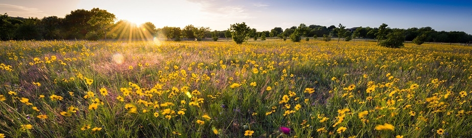 flowers in field during sunrise